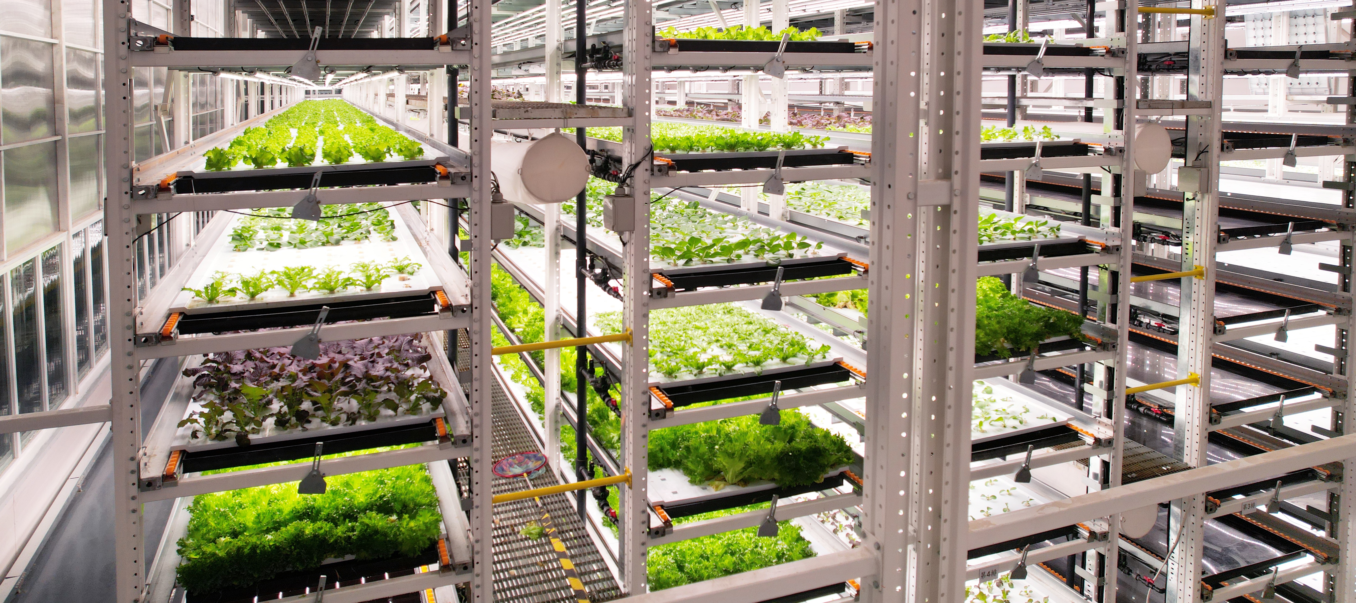 WM视讯植物工厂蔬菜20231206 (2)_看图王.JPG